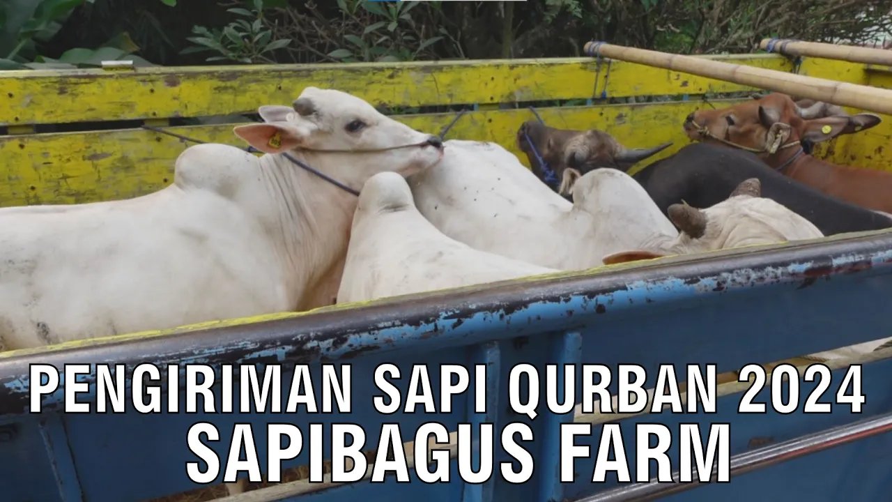 
                                 Pengiriman-Sapi-Qurban-Sapibagus-Farm-2024